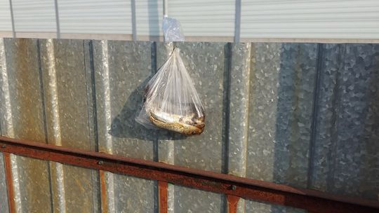 Martwe ryby na płocie warsztatu. Groźba czy makabryczny żart?