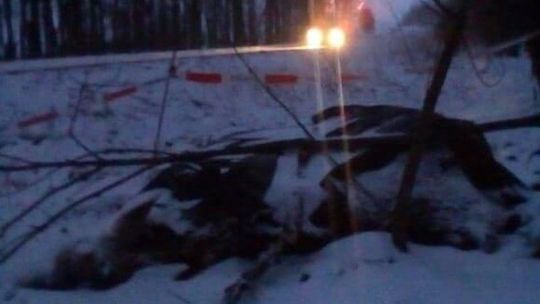 Martwy łoś leżał przy drodze. Nikt nie kwapił się, by go sprzątnąć. "Może był problem z pocztą e-mailową" 