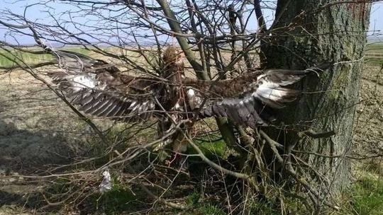 Martwy orzeł przedni rozwieszony na drzewie. "To skrajnie nieliczny gatunek w Polsce"