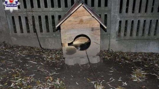 Martwy pies na łańcuchu, drugi w budzie. Nie jadły od kilku tygodni