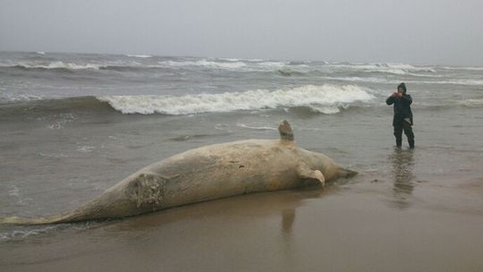 Martwy waleń butlonosy na plaży niedaleko Łaz (zdjęcia)