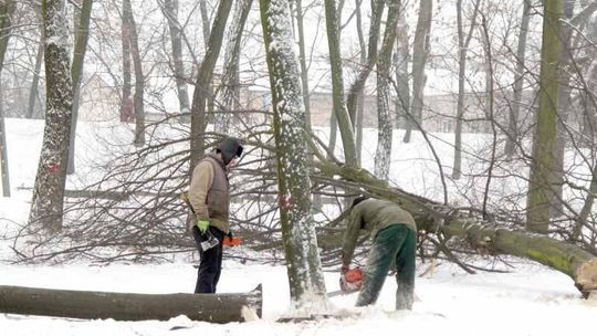 Masowa wycinka w parku Radziwiłłów. \"Nikt nie patrzy drwalom na ręce\"