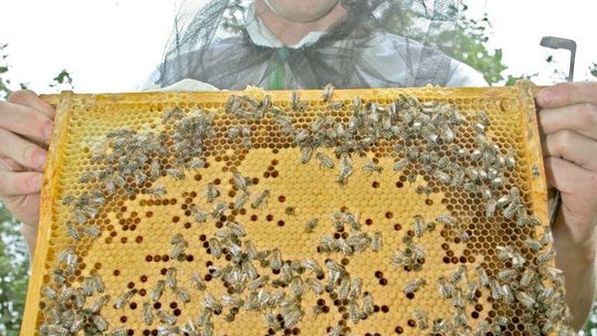 Masowo wymierają pszczoły. \"To przez rolników\"