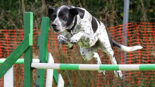 Masz psa? Można za darmo nauczyć go podstawowych komend na szkoleniu