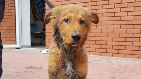 Matka i córka skakały po worku. Z wewnątrz dobiegał skowyt psa