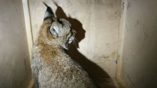 Matka młodego rysia zginęła na Roztoczu potrącona przez samochód. Malucha udało się uratować