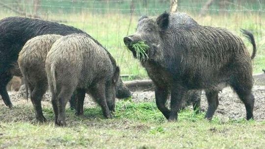 Matka świnia, ojciec dzik. W Lubelskiem jest już 7 hodowli świniodzika