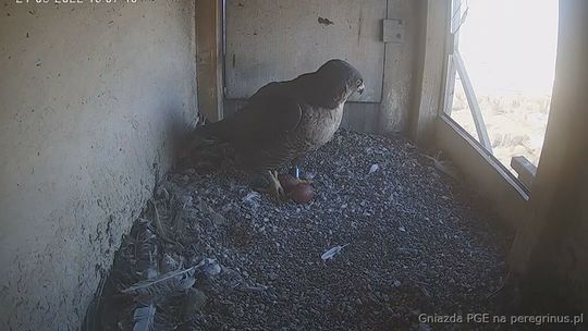 Matka z synem założyła na kominie rodzinę. Ornitolodzy znają takie przypadki