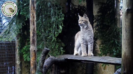 Matkę małego rysia potrącił samochód. Horaj już dorósł i czeka na powrót na Roztocze 