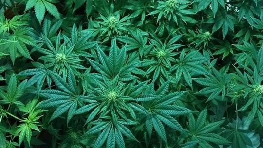 Medyczna marihuana legalna. Prof. Rejdak: To leki objawowe, nie wyleczą