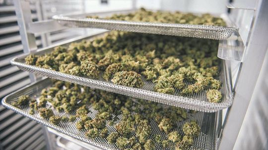 Medyczna marihuana wkrótce trafi do aptek. Sprowadzą ją z Kanady