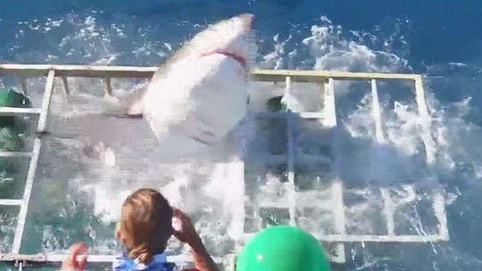 Meksyk: Rekin rozerwał klatkę, w której był nurek (wideo)