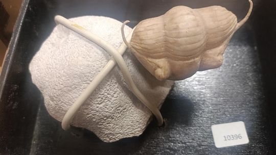 Mercedes pełen kontrabandy sprzed 555 milionów lat