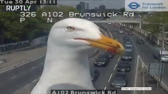 Mewa gwiazdą internetu. Wystąpiła przed kamerą monitoringu [wideo]