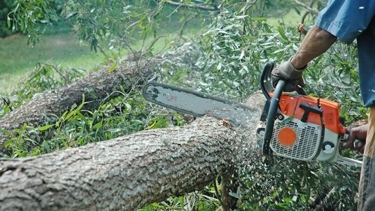 Mężczyzna zginął podczas wycinki drzewa