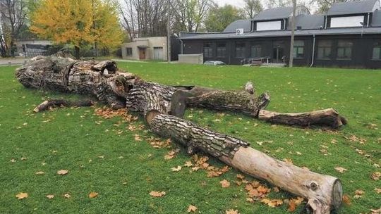 Miał być dąb, ale będzie topola. Dziś posadzą nowy baobab na placu Litewskim