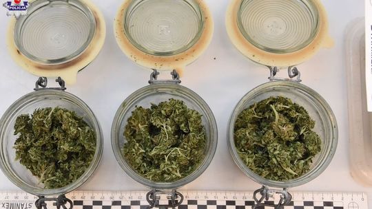 Miał w domu 280 dilerskich działek marihuany. Uprawiał ją w lesie 