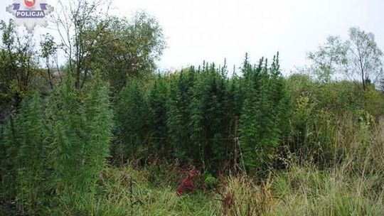 Miał w ogrodzie plantację konopi indyjskich. Uprawiał na własne potrzeby