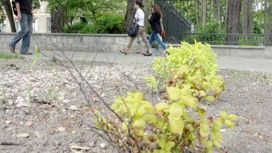 Miała być ozdoba Al. Racławickich, a wyszła mizeria