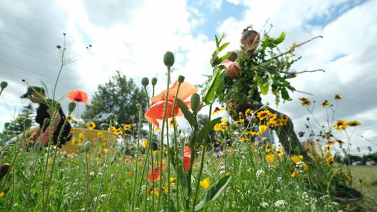 Miasta potrzebują nie tylko drzew. Trzeba zadbać o łąki