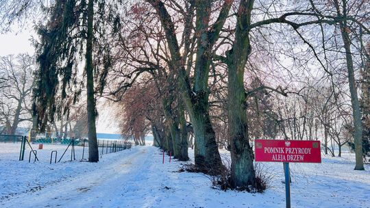 Miasto chce chronić najcenniejsze drzewa – pomoże kasa z Unii Miasto chce chronić najcenniejsze drzewa – pomoże kasa z Unii