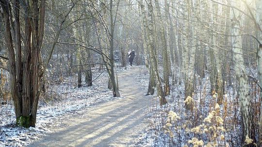 Miasto przejmie od lasów Stary Gaj? Najnowsza deklaracja prezydenta Lublina
