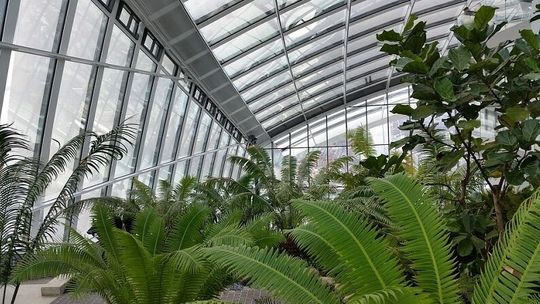 Miasto urządza oranżerię. Można przynieść kwiaty