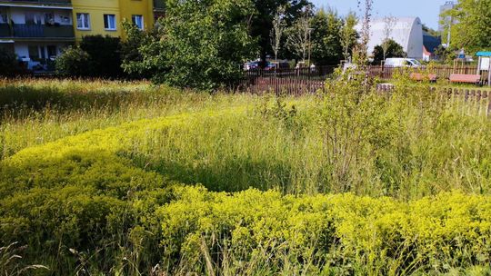 Miasto urządziło skwer między blokami i o nim zapomniało. Zapuszczony z uschniętymi drzewami