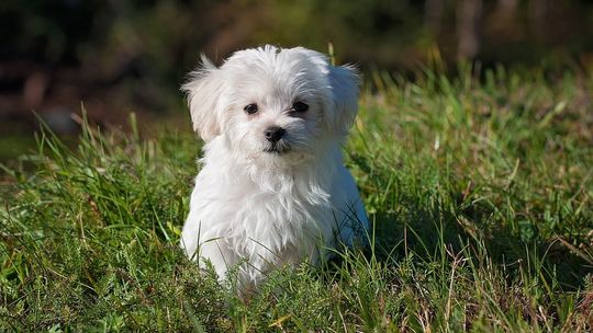 Miasto uspokaja. Podatek od psa nie wróci, ale właściciele muszą pamiętać o swoich obowiązkach