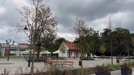 Miasto wycięło stare drzewa i posadziło 6-metrowe lipy. Mieszkańcy: „One usychają!” 