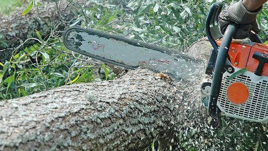 Miasto wycinało drzewa w Lublinie jak chciało