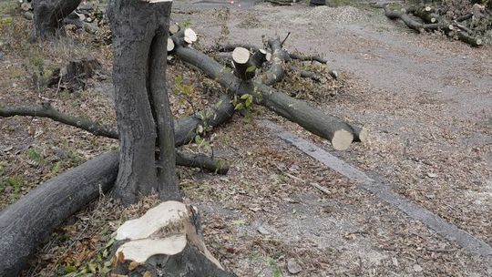 Miasto zezwala na wycinkę drzew przy ul. Jutrzenki