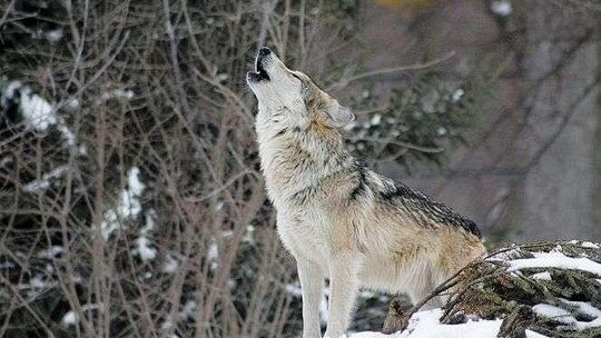 Michaś grasuje pod Chełmem. Przywędrował tu z Białorusi