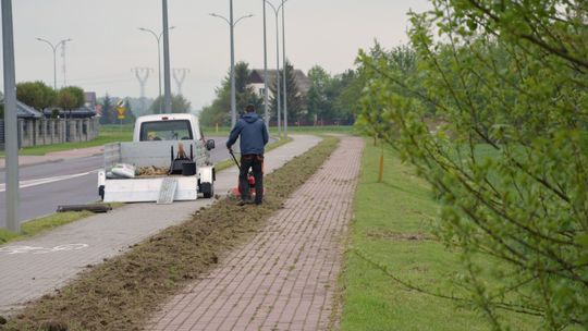 Międzyrzec Podlaski: Chabry i koniczyny zamiast trawników
