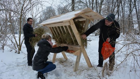 Międzyrzec Podlaski. Wcześniej kaczy bufet, teraz paśnik dla saren