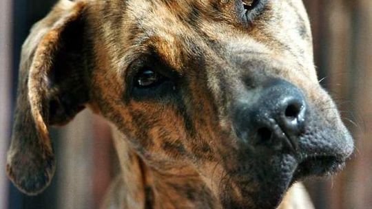 Międzyrzec Podlaski: Zaczipuj psa za darmo