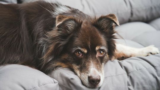 Międzyrzec Podlaski: Zaczipuj psa za darmo 