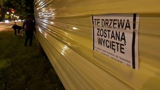 Miejscy aktywiści okleili drzewa wzdłuż Al. Racławickich. Sprzeciwiają się wycince