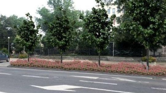 Miejscy aktywiści stają po stronie lubelskiego ratusza w sprawie krzewów i parkingów