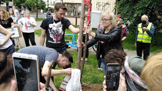 "Miejska partyzantka ogrodnicza". Obrońcy drzew posadzili lipę przy ul. Lipowej [zdjęcia, wideo]