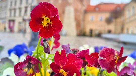 Miejskie bratki czekają na drugie życie. Ratusz rozda 1,5 tys. sadzonek 