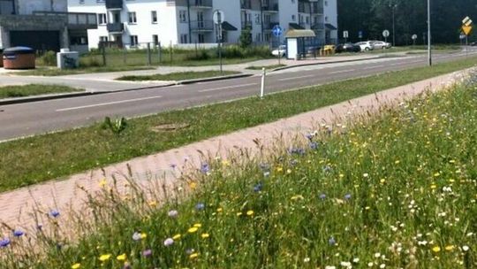 Miejskie kosiarki nie pójdą w ruch. Powód jest jasny 