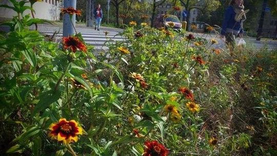 Miejskie pieniądze nie tylko na kwietne łąki. Zgłoś projekt do Zielonego Budżetu