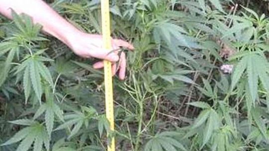 Mieli 43 krzewy konopi indyjskich. Wpadli jak podlewali
