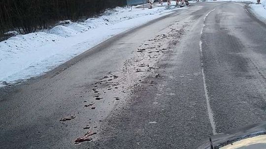 Mięso i krew na drodze. Już wiadomo, skąd się wzięły