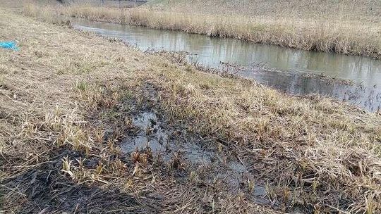 Mieszanka ropy i szamba w Bystrzycy? Straż Miejska: Woda była czysta