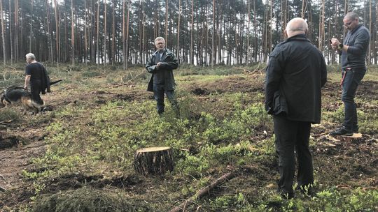 Mieszkańcy Biłgoraja żegnają się z lasem. "Oni nigdy nie widzieli, jak wygląda taki zrąb zupełny" [zdjęcia]
