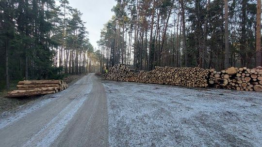 Mieszkańcy Biłgoraja znów walczą w obronie lasu. "W życiu nie widziało się takiej rzezi"