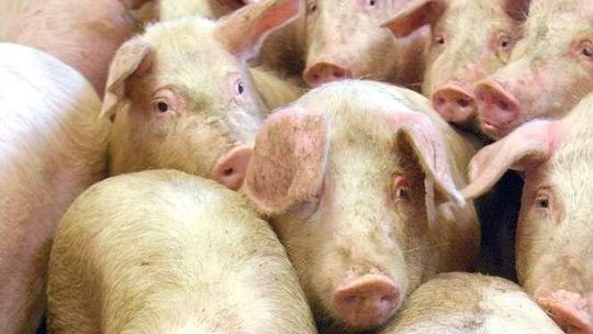 Mieszkańcy boją się odoru. Nie chcą kolejnej chlewni