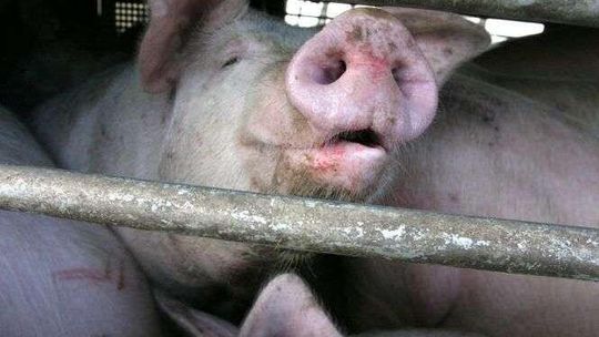 Mieszkańcy i wójt nie chcą kolejnej chlewni w sąsiedztwie